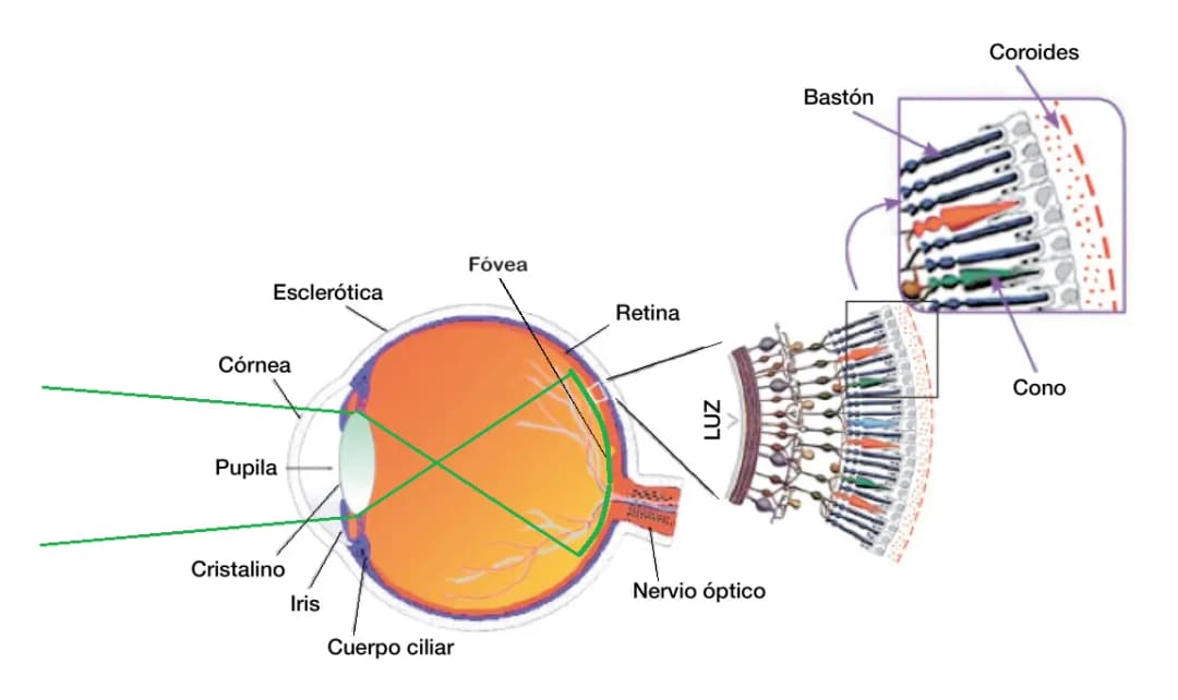 Cómo funciona la vista: Entiende los secretos de la percepción visual