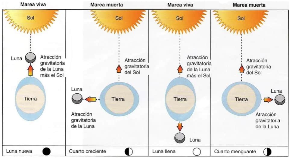 Cómo funcionan las mareas y qué factores las afectan en el mar