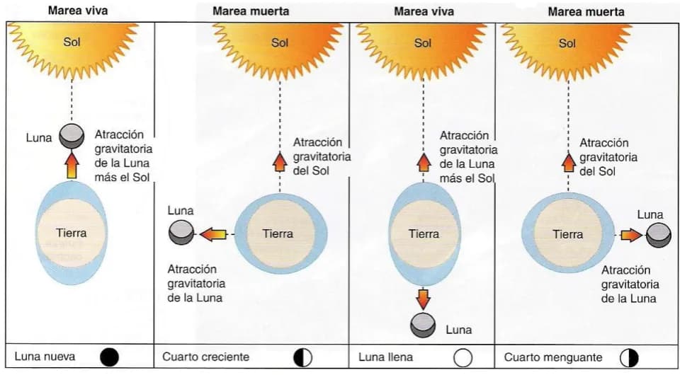 Cómo funcionan las mareas y qué factores las afectan en el mar